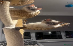 Ragdoll cats for sale: Chunky seal bicolour kitten - Image 8