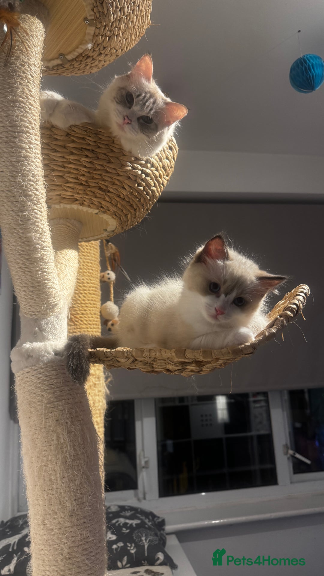 Ragdoll cats for sale: Chunky seal bicolour kitten - Image 8