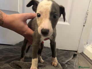 Whippet dogs KC whippets for sale - Advert 4