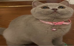 British Shorthair cats for sale: Rehoming Our Precious British Shorthair Cats - Advert 17
