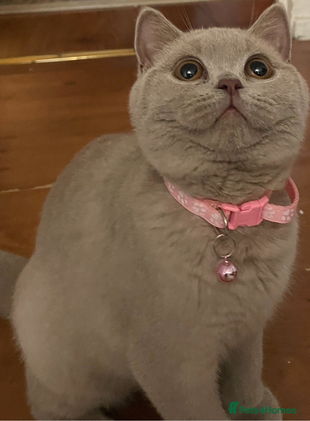 British Shorthair cats for sale: Rehoming Our Precious British Shorthair Cats - Advert 17