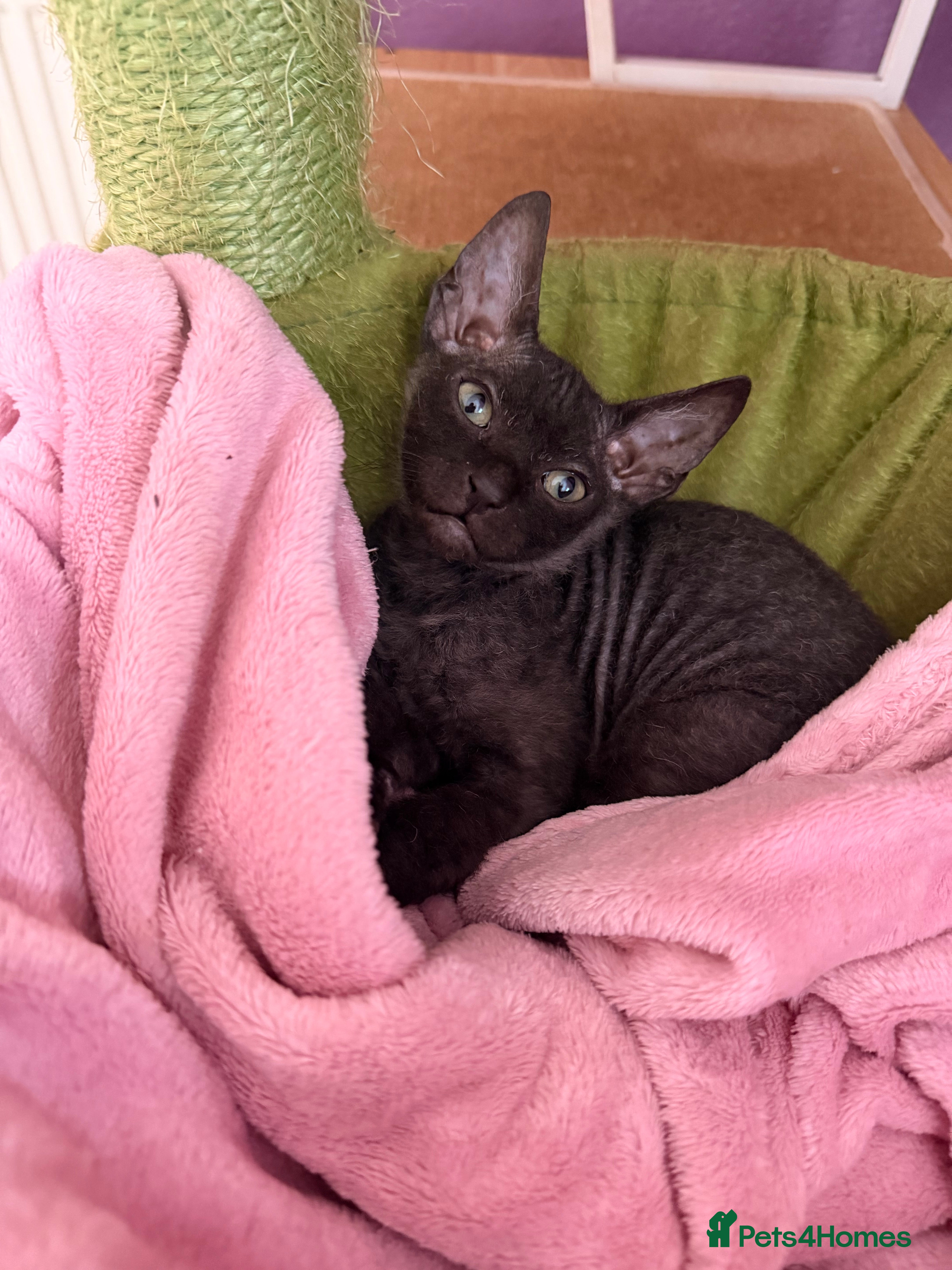 Mixed Breed cats Beautiful Velour Sphynx boy left 🖤 - Advert 6
