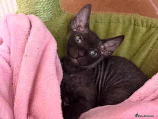 Mixed Breed cats Beautiful Velour Sphynx boy left 🖤 - Advert 6