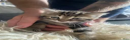 Mixed Breed cats for sale: Kittens for sale £100  in Sowerby Bridge - Advert 2