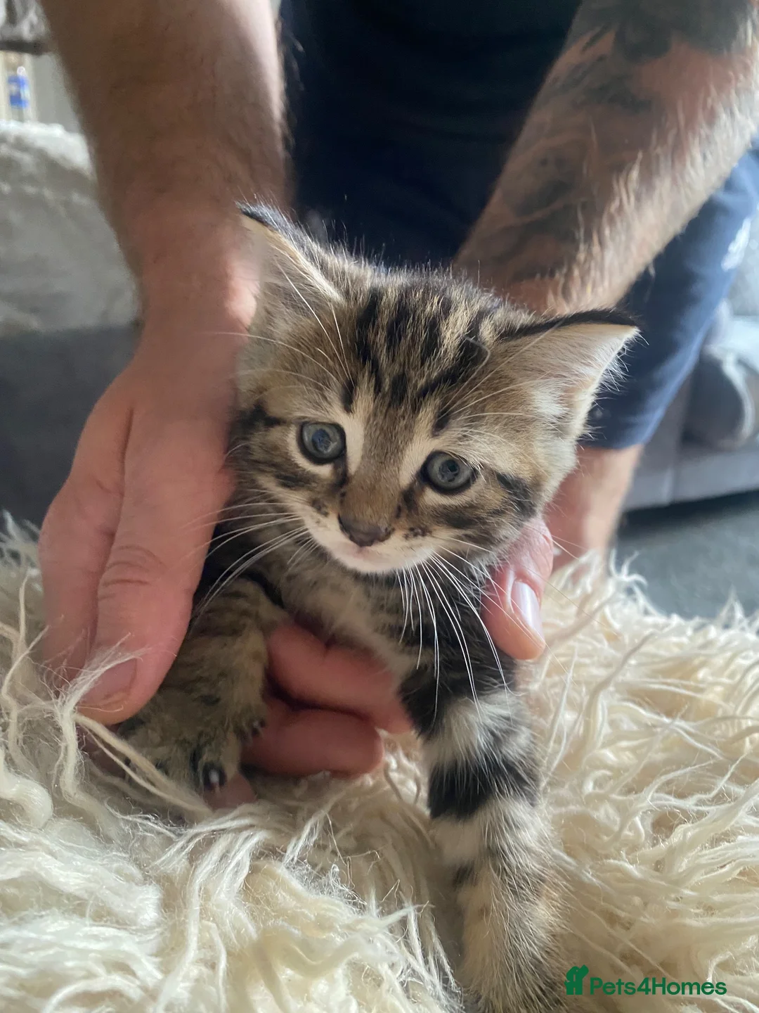 Mixed Breed cats for sale: Kittens for sale £100  in Sowerby Bridge - Advert 2