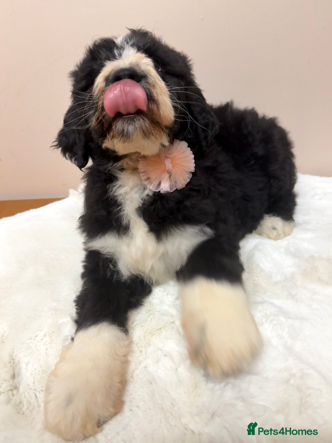 Bernedoodle dogs for sale: F1 Standard Bernerdoodles - Advert 18