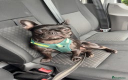 French Bulldog dogs for sale: Luna the Frenchie *FREE* - Image 2