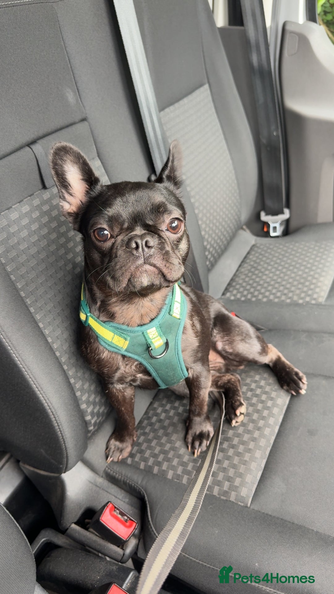 French Bulldog dogs for sale: Luna the Frenchie *FREE* - Image 2