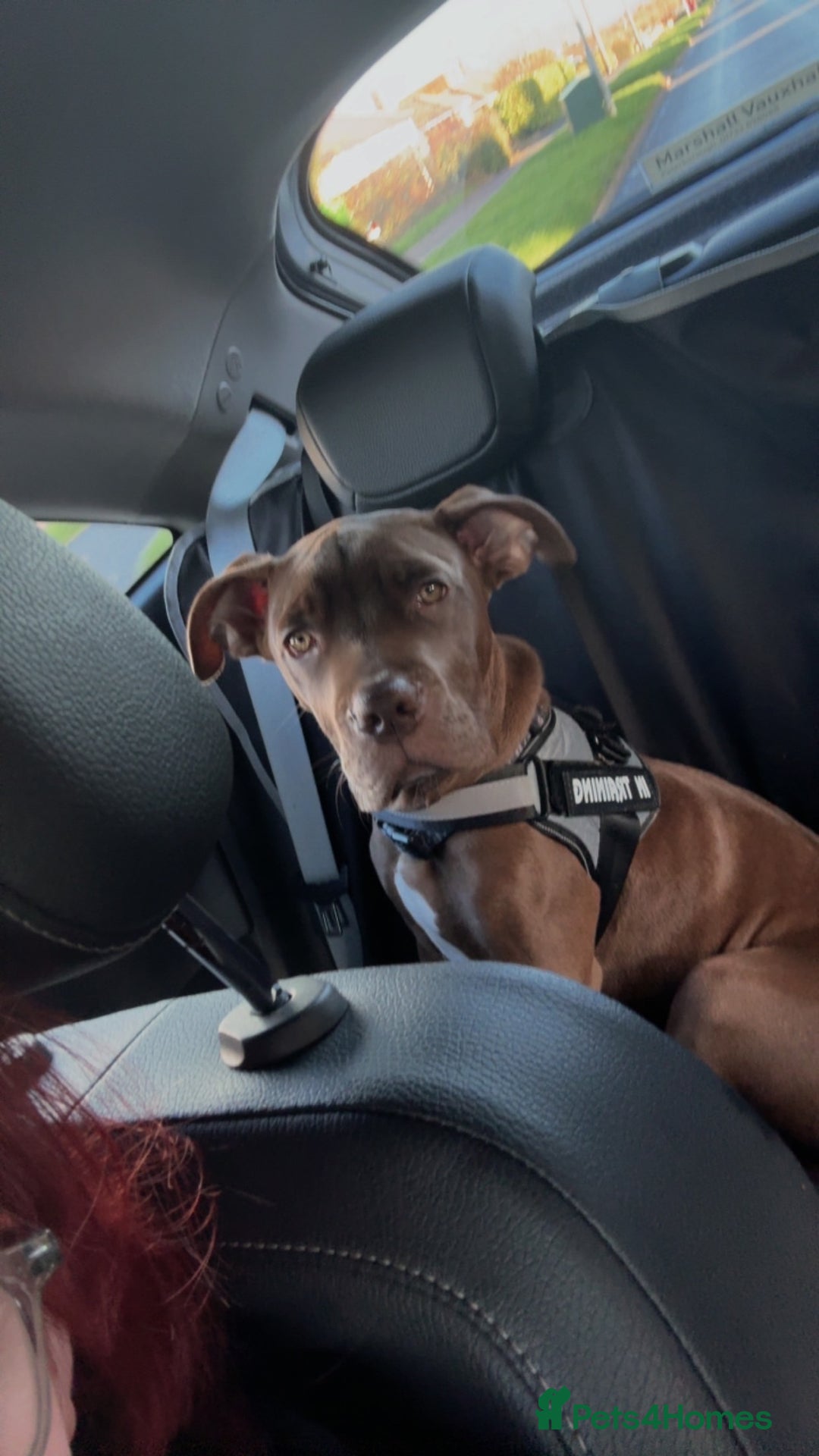 Mixed Breed dogs for sale: Kruz the adventures puppy - Advert 1