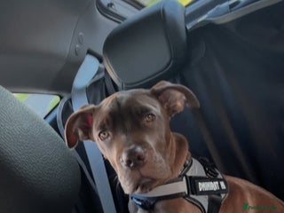 Mixed Breed dogs Kruz the adventures puppy - Advert 1