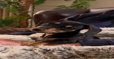 Mixed Breed dogs - Advert 6
