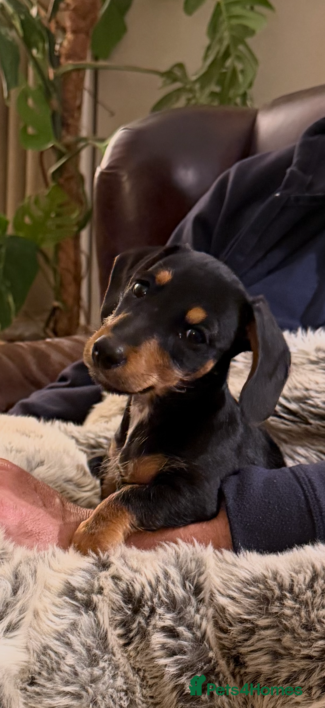 Mixed Breed dogs for sale: Gorgeous Mini Dachshund x Jack Russel puppy - Image 3