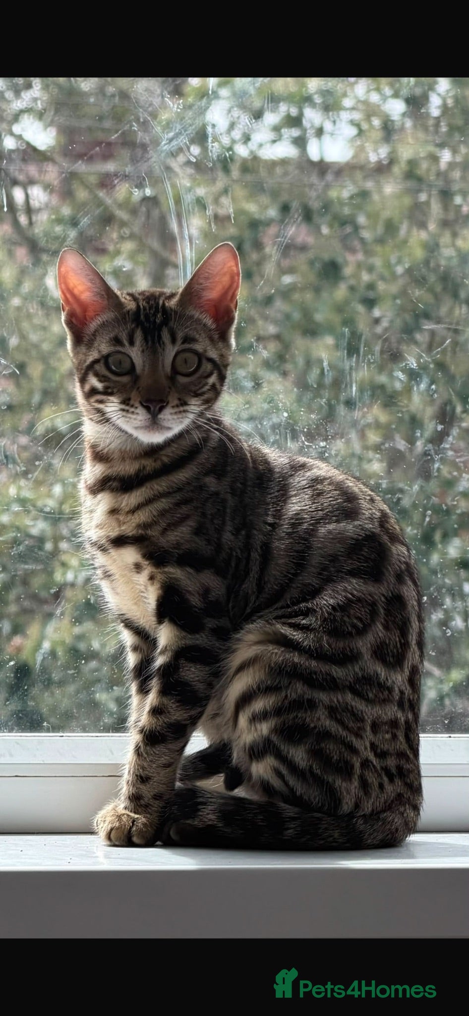Bengal cats BENGAL 🔥 KITTENS TICA REGISTERED  - Advert 15