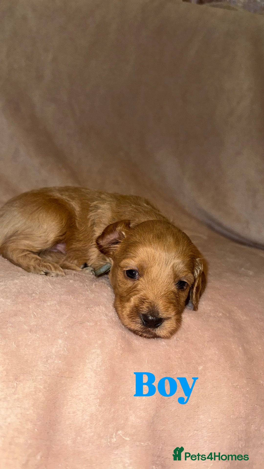 Cockapoo dogs for sale: Cockapoo Puppies  - Advert 6