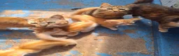 Mixed Breed cats for sale: 3 Ginger Kittens. 8 weeks old  - Advert 13