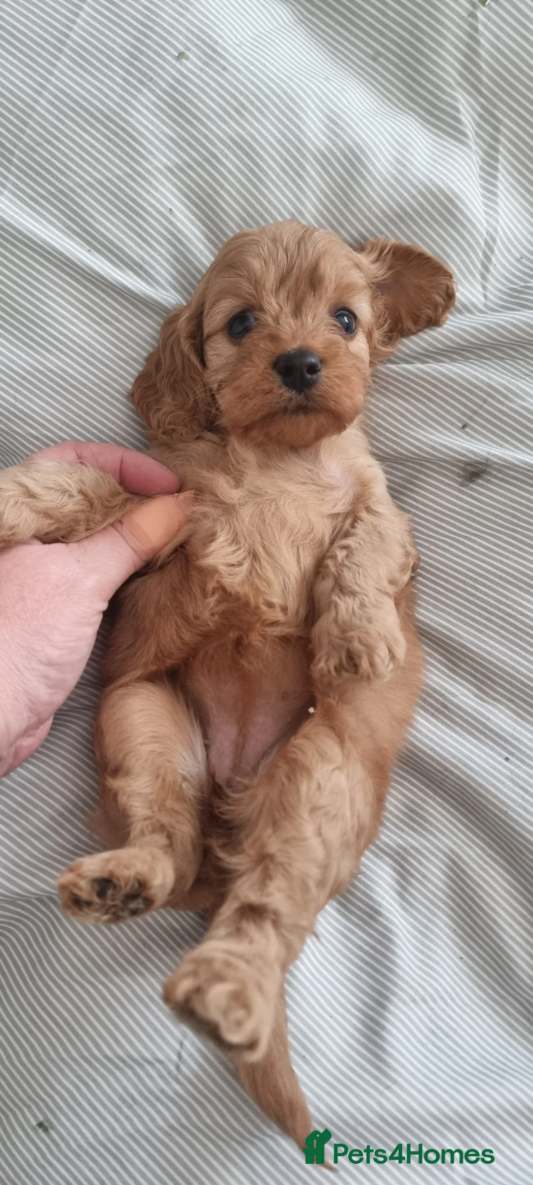 Cavapoo dogs for sale: Toy f1 cavapoos babies  - Advert 2