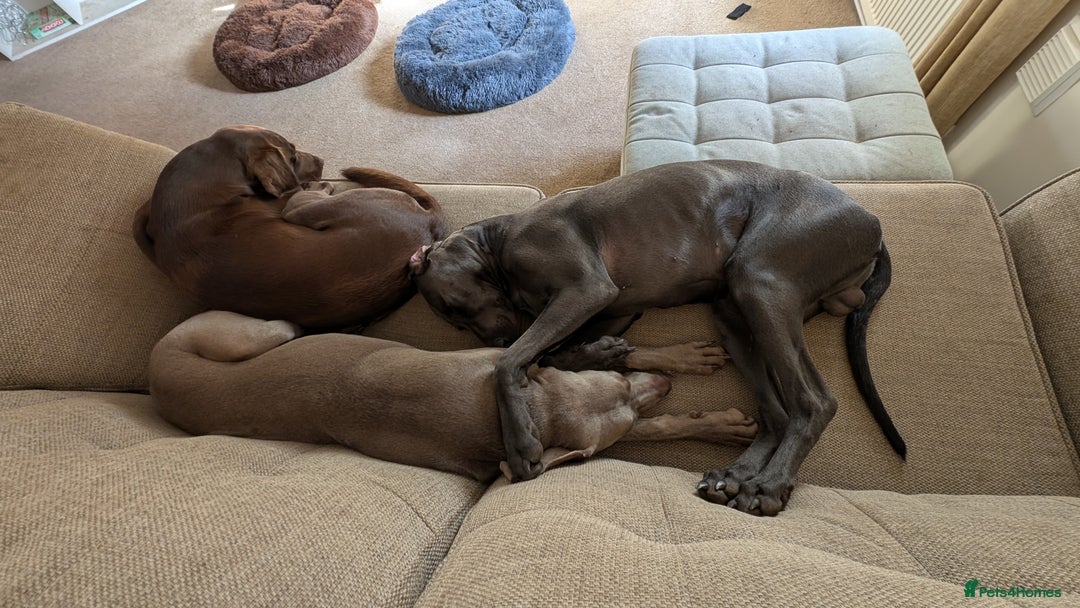 Weimaraner dogs for sale: 13 month old Blue intact male - Advert 8