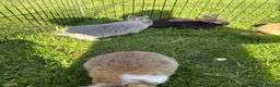 Dwarf Lop rabbits for sale: Beautiful and friendly babies - Advert 11