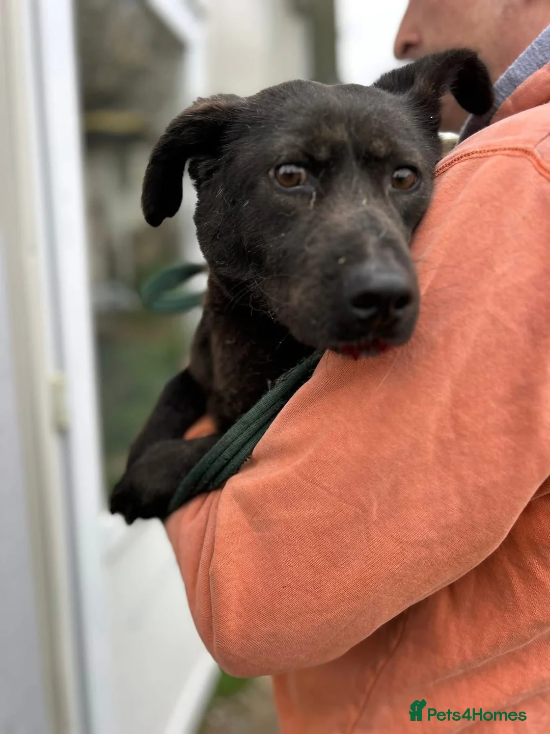 Mixed Breed dogs for adoption: Blossy - Norwich Norfolk  - Advert 8