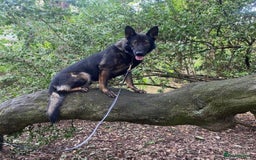 German Shepherd dogs for sale: gorgeous kc reg working blood line German Shepard  - Image 5