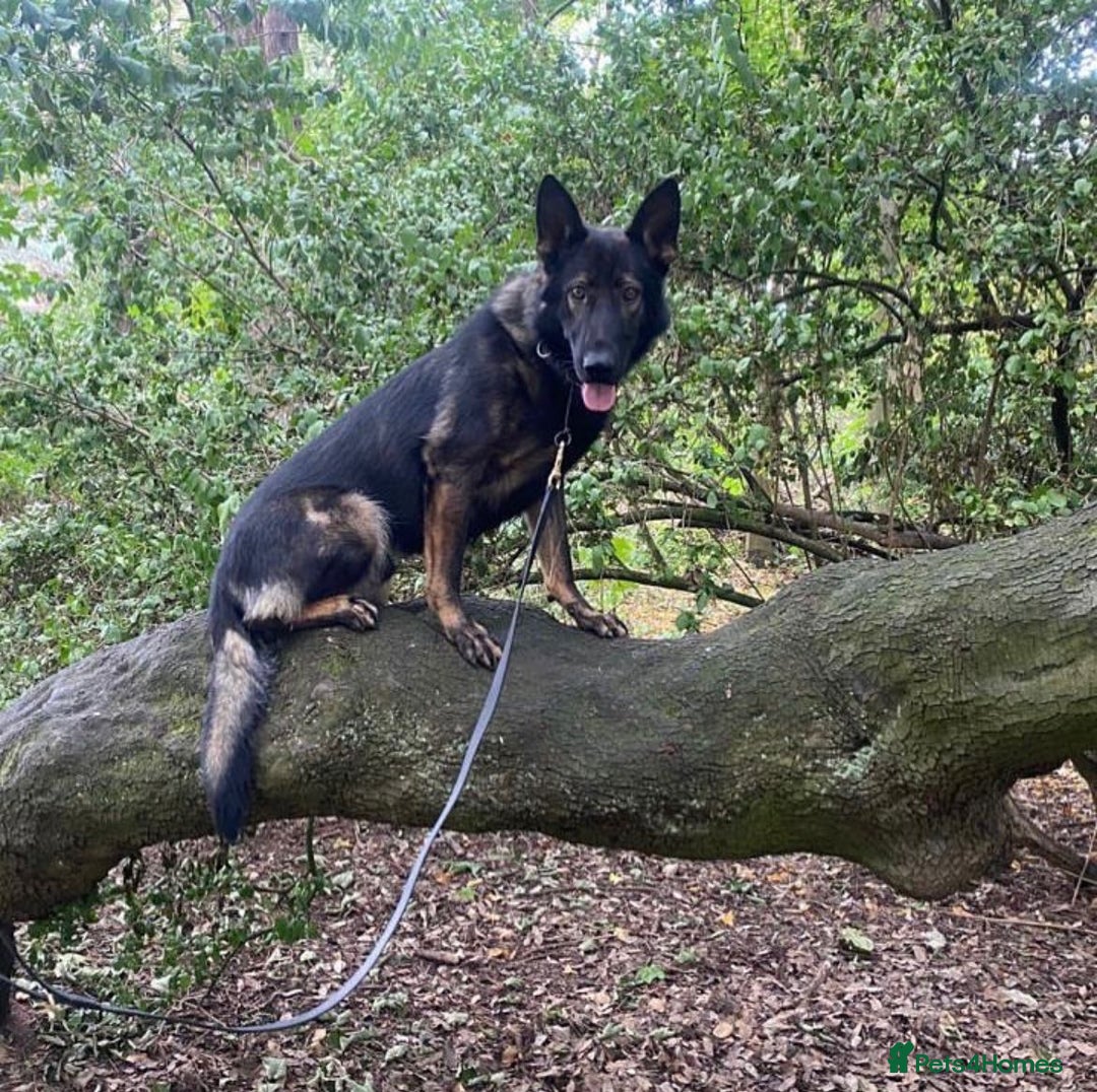 German Shepherd dogs for sale: gorgeous kc reg working blood line German Shepard  - Image 5