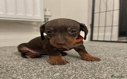 Dachshund dogs for sale: Miniature Dashunds  - Image 5
