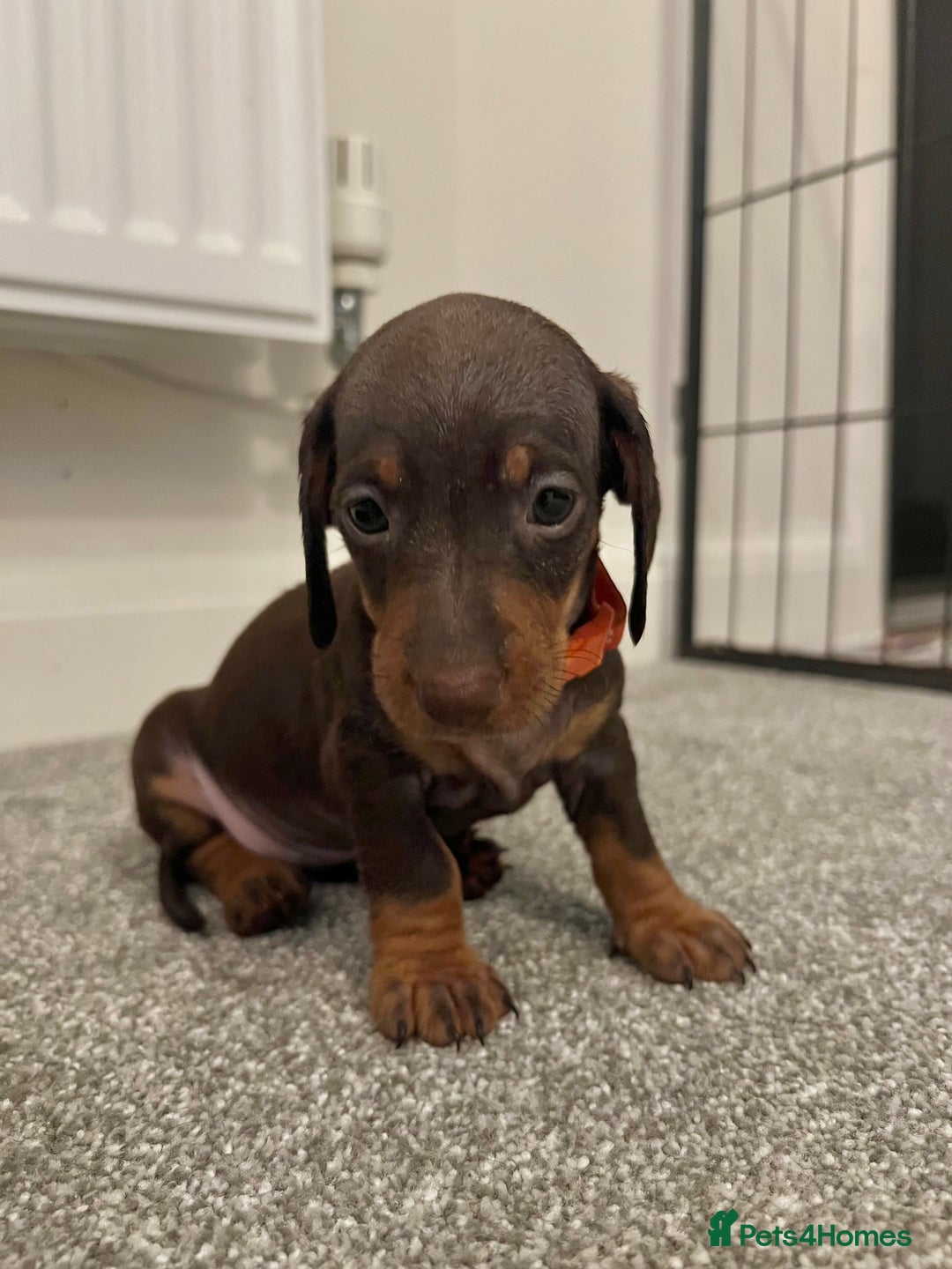 Dachshund dogs for sale: Miniature Dashunds  - Image 5