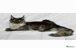 Maine Coon cats for sale:  TICA Registered Maine Coon Kittens Silver Tabby  - Image 7