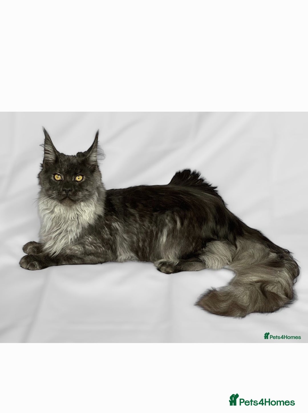 Maine Coon cats for sale:  TICA Registered Maine Coon Kittens Silver Tabby  - Image 7