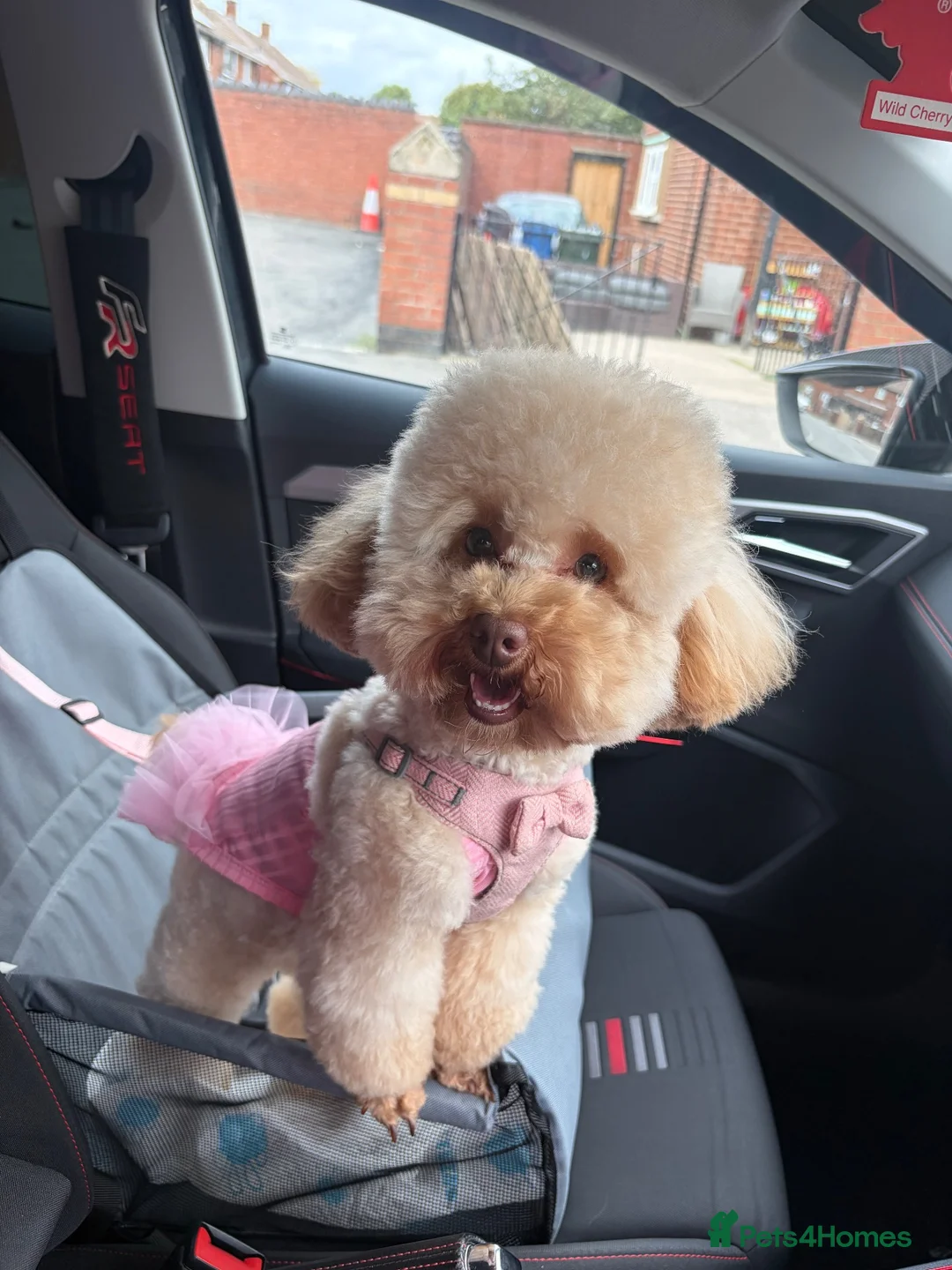 Toy Poodle dogs for sale: Moana the toy poodle in Barnsley - Advert 2