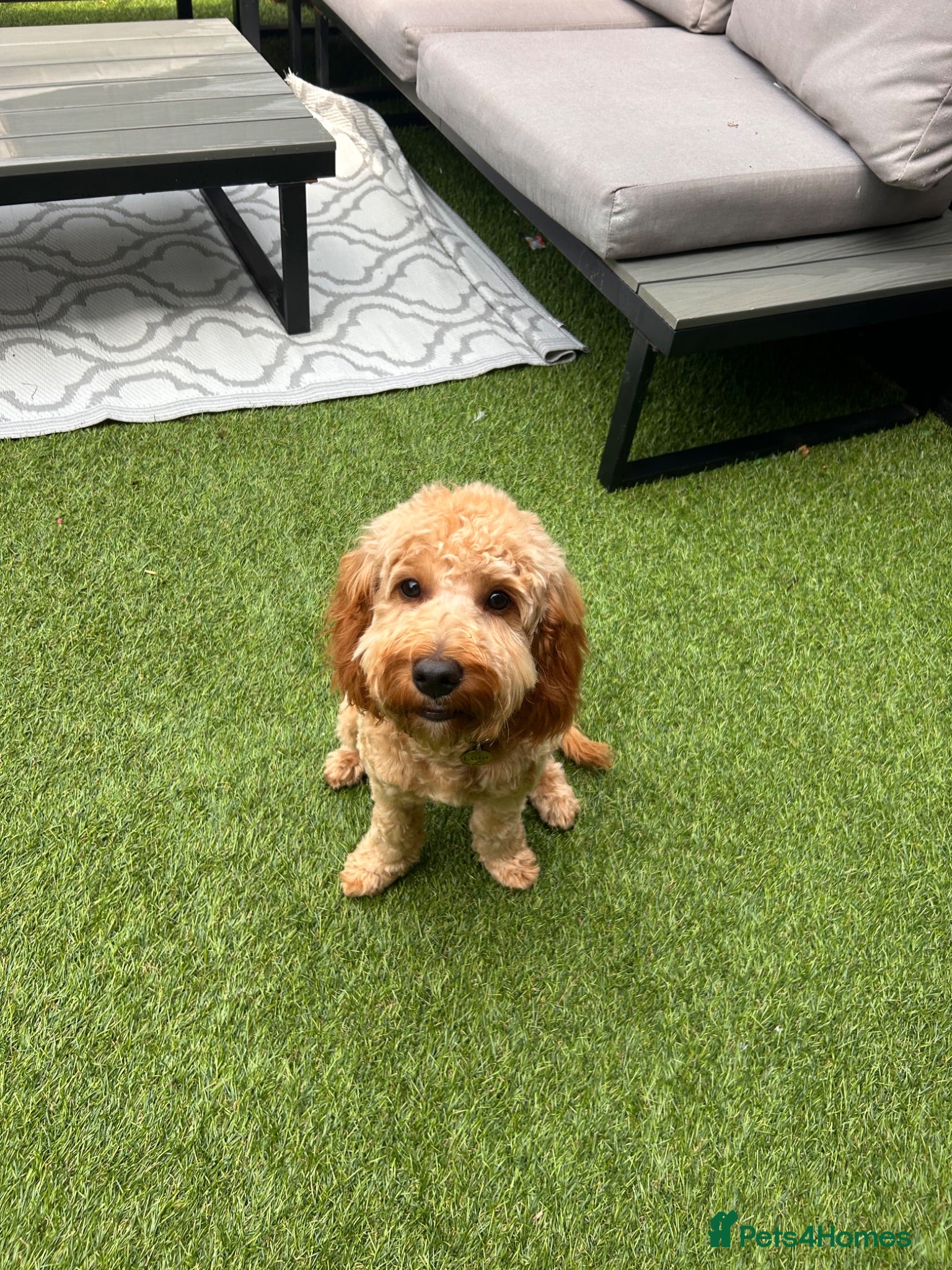 Maltipoo dogs 7-Month-Old Maltipoo – Loving Home Wanted 🐾 - Advert 2