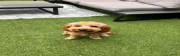 Maltipoo dogs for sale: 7-Month-Old Maltipoo – Loving Home Wanted 🐾 in Morpeth - Advert 1