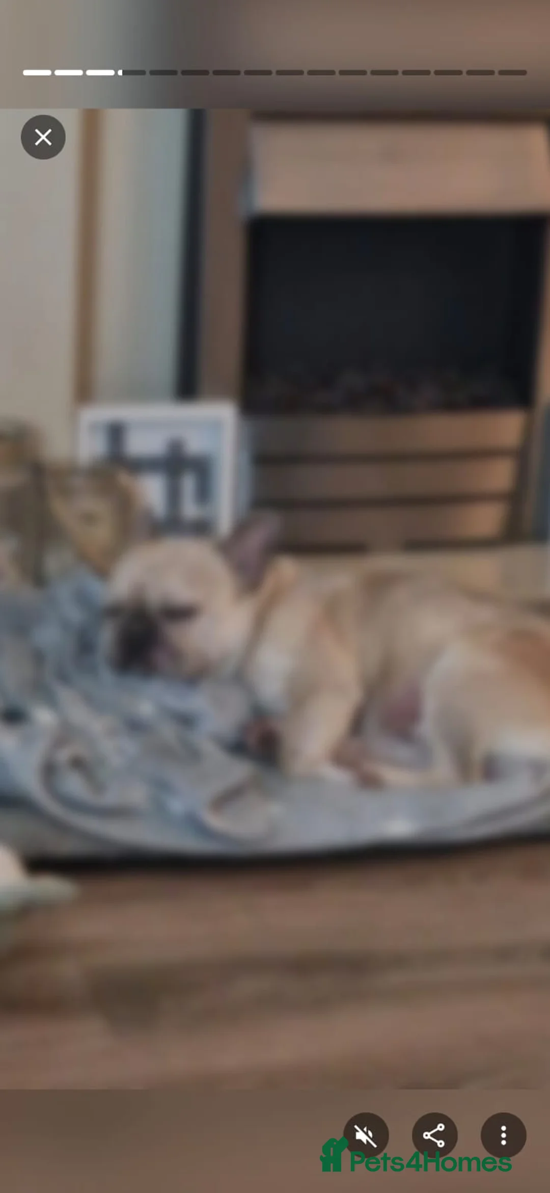 French Bulldog dogs for sale: French Bulldog needing a forever home - Advert 5