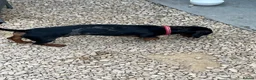 Dachshund dogs for sale: Beautiful tri coloured boy  - Advert 7