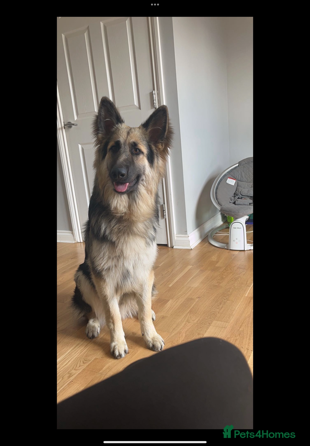 German Shepherd dogs for sale: 2 German shepherds - Advert 5
