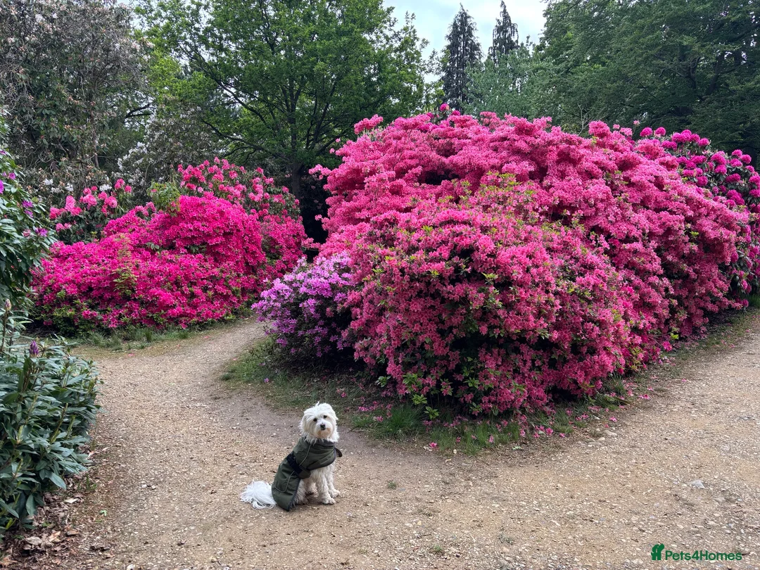 Mixed Breed dogs for sale: Zeus Exceptional Maltese x Whippet   - Advert 6