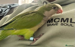 Parakeets birds for sale: 2 male Hand reared green Quaker  - Image 2