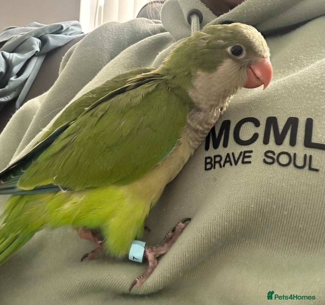 Parakeets birds for sale: 2 male Hand reared green Quaker  - Image 2