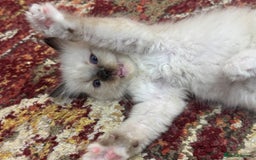 Ragdoll cats for sale: Pure fluffy Ragdoll kittens looking for5 star home - Image 9