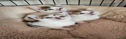 Mixed Breed cats for sale: Calico kittens  in London - Advert 4