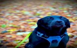Mixed Breed dogs for sale: Black Lab/Staffy - Image 10