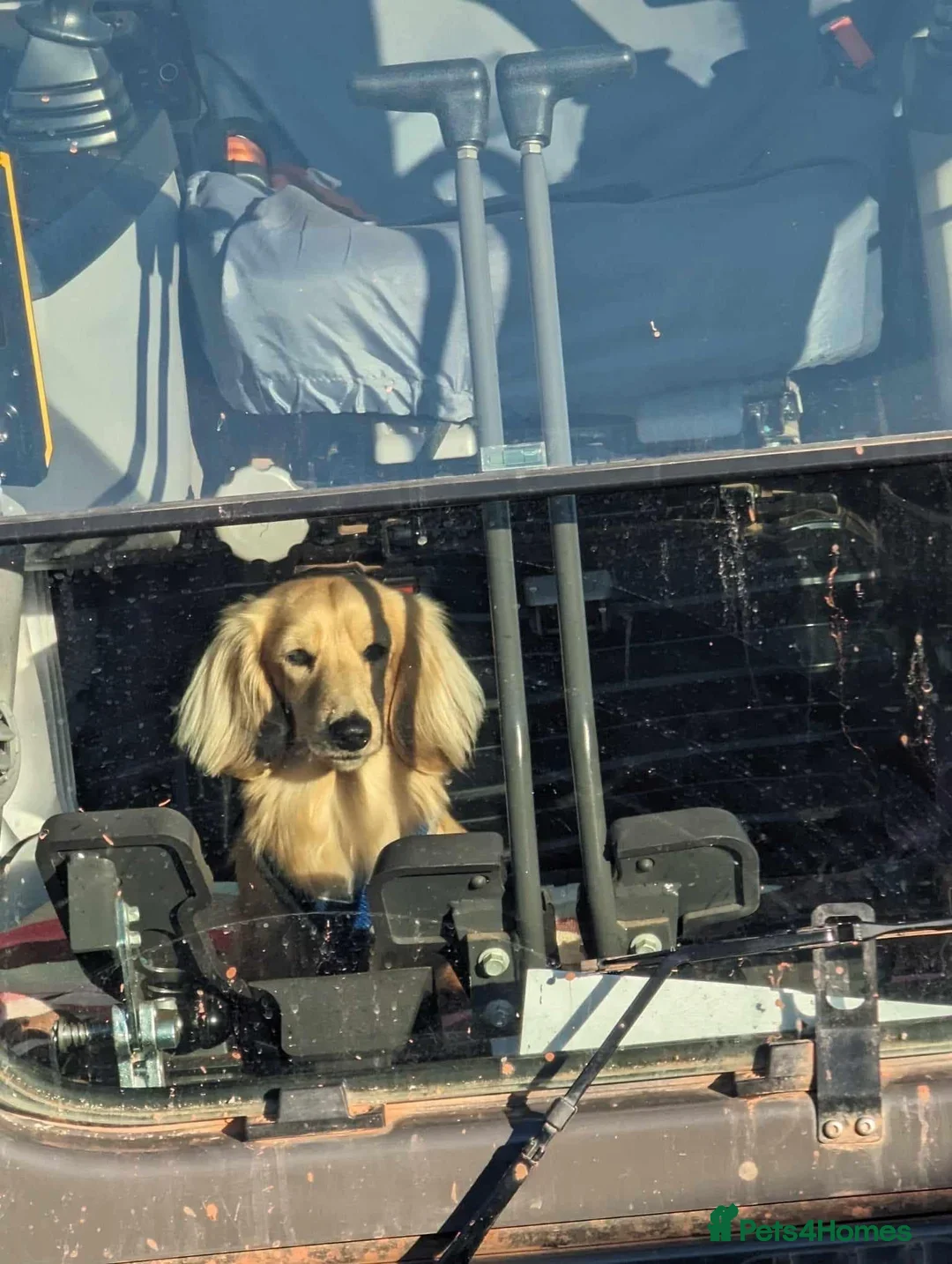 Miniature Dachshund dogs for stud:  Cream i/i long haired Miniature Dachshund  in Newton Abbot - Advert 5