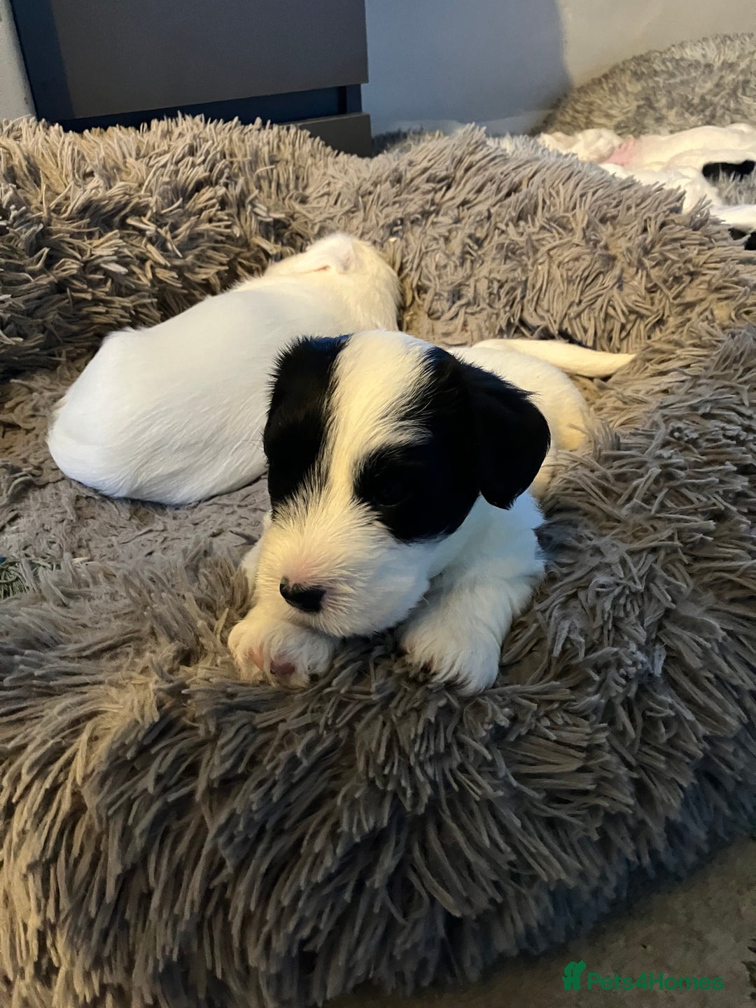 Sealyham Terrier dogs for sale: Quality KC registered Sealyham Terrier pups - Image 12