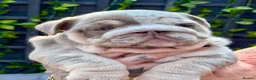 English Bulldog dogs for sale: Stunning bulldog puppies for sale  - Advert 15