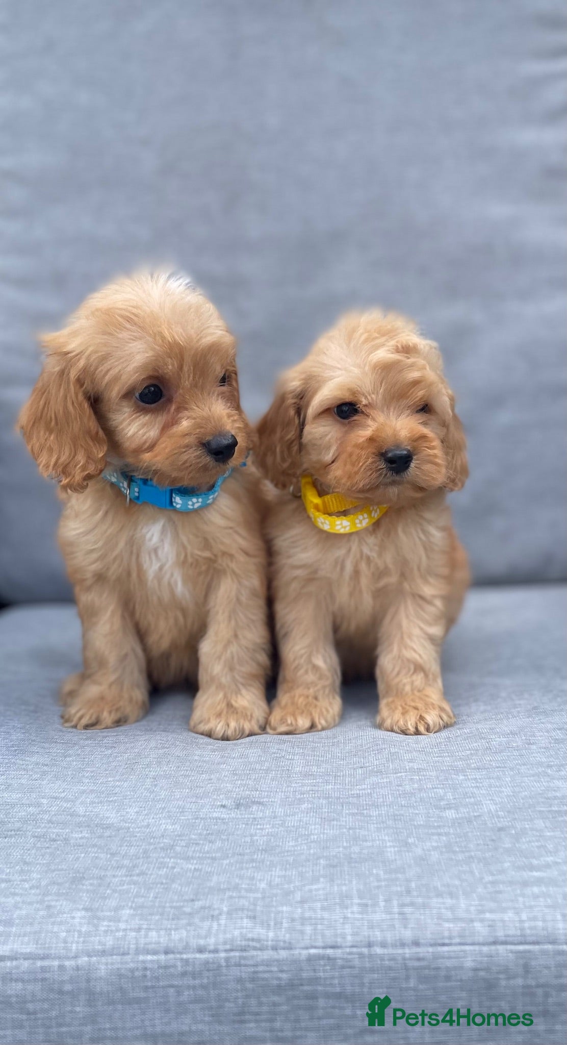 Cockapoo dogs Just stunning ready now 9 weeks old  💖💙🐾🏡 - Advert 2