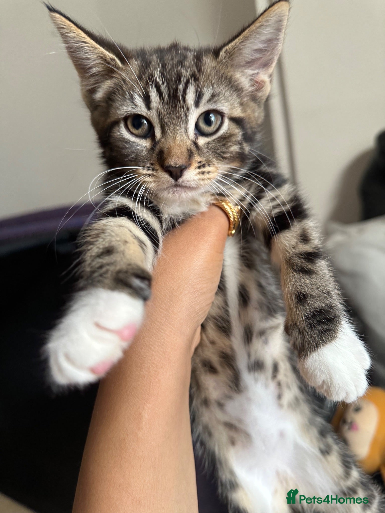 Domestic Shorthair cats cute Kittens Looking for Their Forever Homes 🐾 - Advert 6