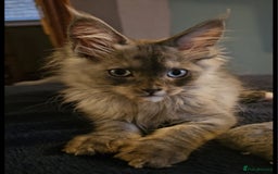 Maine Coon cats for sale: 💖READY NOW💖health tested 💖pure pedigree - Image 29