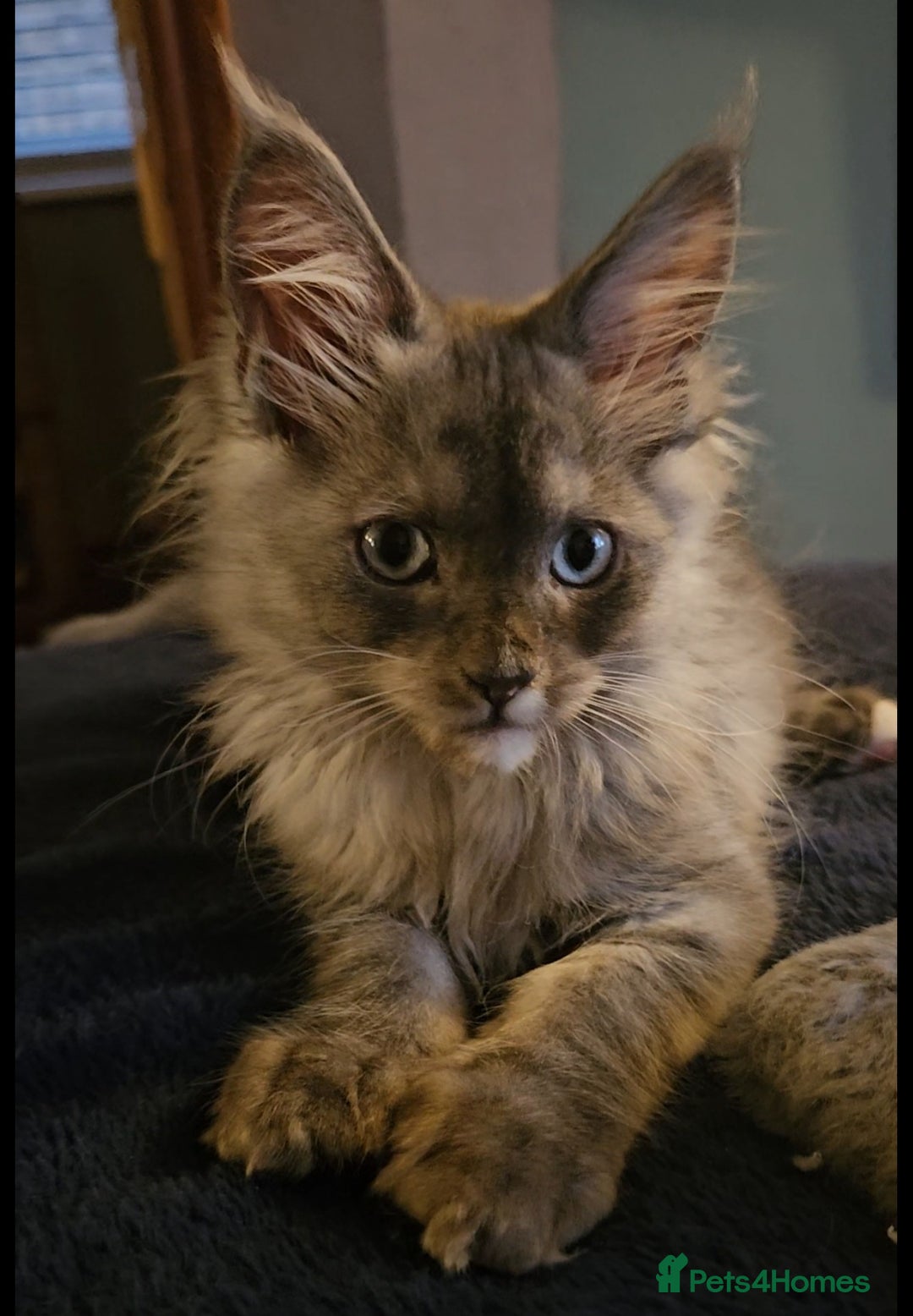 Maine Coon cats for sale: 💖READY NOW💖health tested 💖pure pedigree - Image 29
