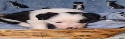 Border Collie dogs for sale: Border Collie Puppies blue eyes Tri Colour merle - Advert 17