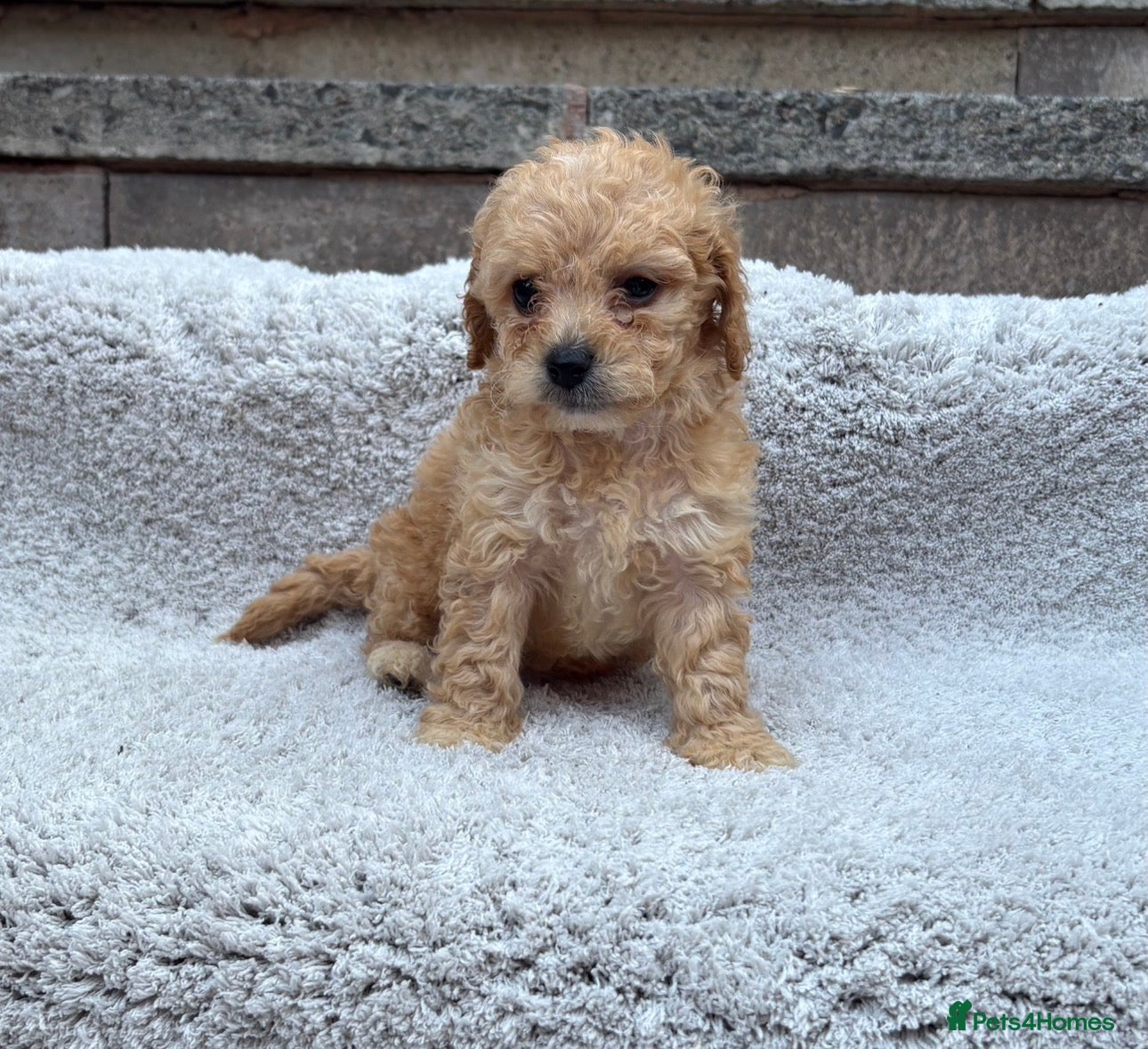 Poochon dogs Poochon puppies for sale  - Advert 12
